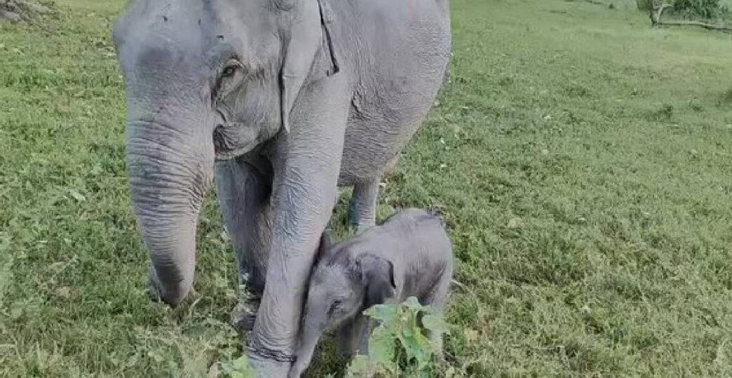 Kaziranga’s elephant Kuwari welcomes calf ‘Mayabini’