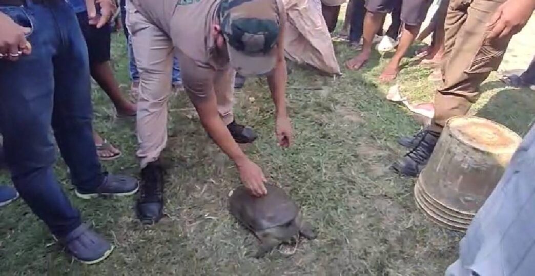 Pollution threatens aquatic life in Boko: Rare Turtle rescued amid rising water contamination