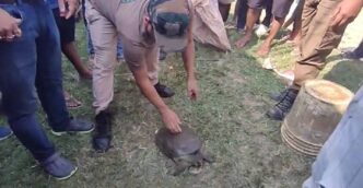 Pollution threatens aquatic life in Boko: Rare Turtle rescued amid rising water contamination