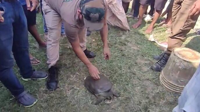 Pollution threatens aquatic life in Boko: Rare Turtle rescued amid rising water contamination