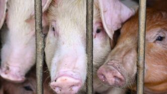 Alert in Golaghat as African Swine Fever detected, strict ban in Sarupathar area
