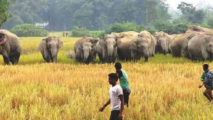 Human-Elephant conflict worsens in Udalguri; fourth elephant death in a month raises alarm