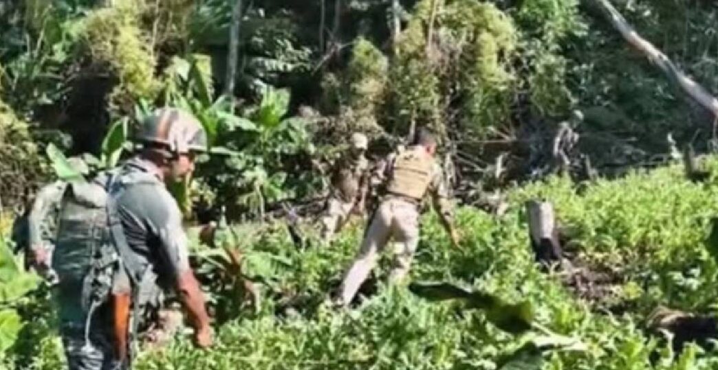 Five acres of illegal poppy cultivation destroyed in Manipur’s Kangpokpi district