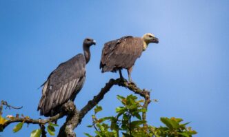 Critically endangered vultures to return to the wild through release plan in Kaziranga