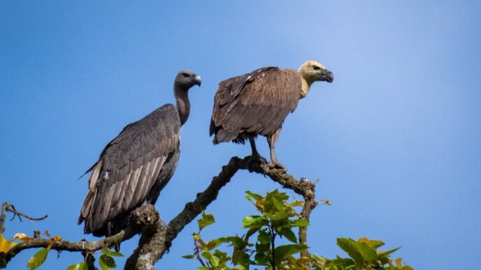 Critically endangered vultures to return to the wild through release plan in Kaziranga