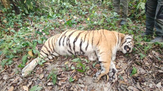 Female tiger found dead in Kaziranga National Park